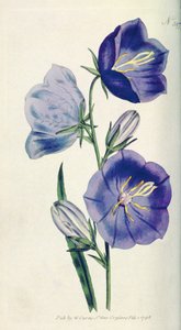 Bellflower ou Campanula da cor de pêssego (Campanula persicifolia var. Maxima), placa 397 de William Curtis A revista botânica (ou o jardim de flor indicado), bar. 1792